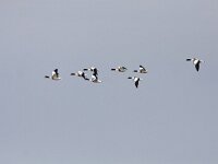 Tadorna tadorna 73, Bergeend, Saxifraga-Mark Zekhuis