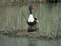 Tadorna tadorna 8, Bergeend, Saxifraga-Jan van der Straaten