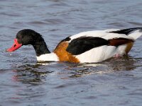 Tadorna tadorna 83, Bergeend, Saxifraga-Bart Vastenhouw