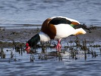Tadorna tadorna 86, Bergeend, Saxifraga-Bart Vastenhouw