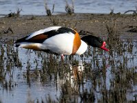 Tadorna tadorna 87, Bergeend, Saxifraga-Bart Vastenhouw