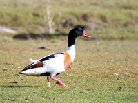 Tadorna tadorna 90, Bergeend, Saxifraga-Bart Vastenhouw