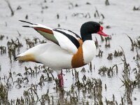 Tadorna tadorna 91, Bergeend, Saxifraga-Bart Vastenhouw