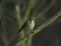 Tarsiger cyanurus 3, Blauwstaart, Saxifraga-Henk Groenewoud