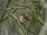 Tarsiger cyanurus 5, Blauwstaart, Saxifraga-Henk Groenewoud