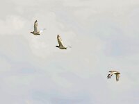 Tetrax tetrax 13, Kleine trap, Saxifraga-Mark Zekhuis