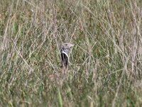 Tetrax tetrax 2, Kleine trap, Saxifraga-Henk Baptist