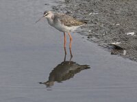 Tringa erythropus 6, Zwarte ruiter, Saxifraga-Peter Meininger