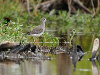 Tringa flavipes 6, Kleine geelpootruiter, Saxifraga-Tom Heijnen
