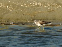 Tringa nebularia 6, Groenpootruiter, Saxifraga-Piet Munsterman