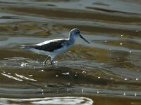 Tringa nebularia 9, Groenpootruiter, Saxifraga-Piet Munsterman