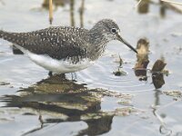Tringa ochropus 3, Witgat, Saxifraga-Piet Munsterman