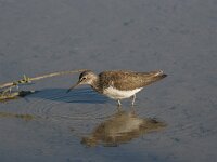 Tringa ochropus 4, Witgat, Saxifraga-Luc Hoogenstein