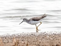 Tringa stagnatilis 12, Poelruiter, Saxifraga-Bart Vastenhouw
