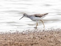 Tringa stagnatilis 15, Poelruiter, Saxifraga-Bart Vastenhouw