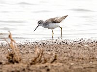 Tringa stagnatilis 16, Poelruiter, Saxifraga-Bart Vastenhouw