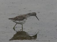 Tringa stagnatilis 5, Poelruiter, Saxifraga-Luc Hoogenstein