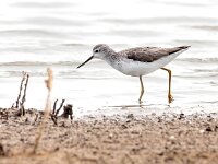 Tringa stagnatilis 8, Poelruiter, Saxifraga-Bart Vastenhouw