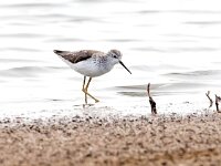 Tringa stagnatilis 9, Poelruiter, Saxifraga-Bart Vastenhouw