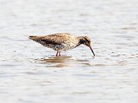 Tringa totanus 111, Tureluur, Saxifraga-Bart Vastenhouw