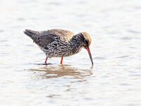 Tringa totanus 114, Tureluur, Saxifraga-Bart Vastenhouw