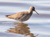 Tringa totanus 125, Tureluur, Saxifraga-Bart Vastenhouw