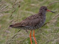 Tureluur  Tureluur in de Arkemheen : Tringa totanus