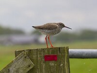 Tringa totanus 131, Tureluur, Saxifraga-Jan Nijendijk