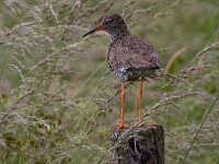 Tureluur  Tureluur in de Arkemheen : Tringa totanus