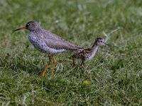 Tringa totanus 2, Tureluur, Saxifraga-Piet Munsterman