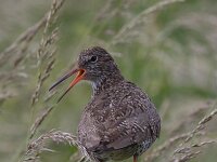 Tureluur  Tureluur in de Arkemheen : Tringa totanus