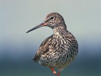 Tringa totanus 23, Tureluur, Saxifraga-Janus Verkerk