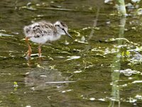 Tringa totanus 247, Tureluur, chicken, Saxifraga-Theo Verstrael