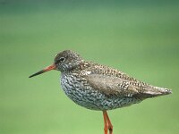 Tringa totanus 26, Tureluur, Saxifraga-Janus Verkerk