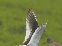 Tringa totanus 36, Tureluur, display, Saxifraga-Piet Munsterman
