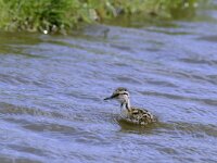 Tringa totanus 4, Tureluur, juvenile, Saxifraga-Piet Munsterman