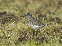 Tringa totanus 40, Tureluur, juvenile, Saxifraga-Piet Munsterman