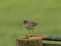 tureluur  tureluur Putterpolder