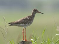 Tringa totanus 43, Tureluur, Saxifraga-Mark Zekhuis