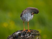 Tureluur  Voedselzoekende tureluur : Tringa totanus