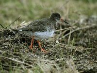 Tringa totanus 5, Tureluur, Saxifraga-Piet Munsterman