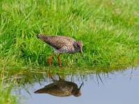 Tringa totanus 59, Tureluur, Saxifraga-Piet Munsterman