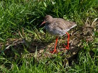 Tureluur  Tureluur in de Arkemheenpolder : Tringa totanus