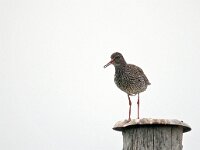 Tringa totanus 72, Tureluur, Saxifraga-Hans Dekker