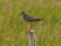 Tringa totanus 76, Tureluur, Saxifraga-Jan van der Straaten