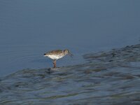 Tringa totanus 88, Tureluur, Saxifraga-Dirk Hilbers