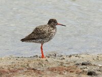 Tringa totanus islandica 106, IJslandse tureluur, Saxifraga-Henk Baptist