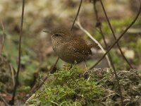 Troglodytes troglodytes 11, Winterkoning, Saxifraga-Willem van Kruijsbergen