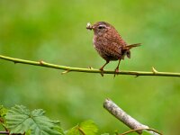 Troglodytes troglodytes  Troglodytes troglodytes sitting on twig with food in it's beak : Troglodytes, Troglodytes troglodytes, animal, beak, bird, branch, breeding, food, garden, insect, nature, portrait, sitting, small, tak, twig, twijg, vogel, wildlife, winter, winter wren, winterkoning, wren