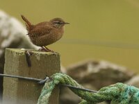Troglodytes troglodytes 130, Winterkoning, Saxifraga-Mark Zekhuis